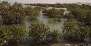 Qatar Mangroves