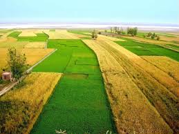 pakistan field