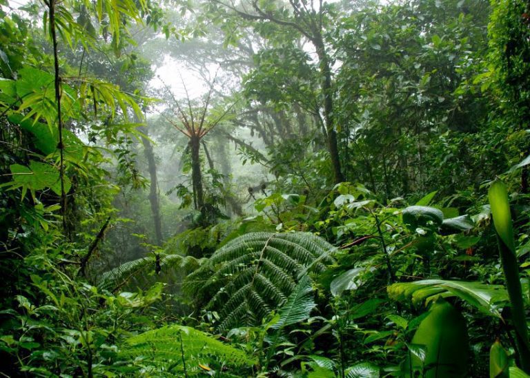 Indian Government to Use Satellite Imagery to Conserve Forests « Asian ...