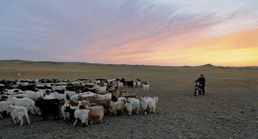 Goat_herd_Mongolia_goat_herder